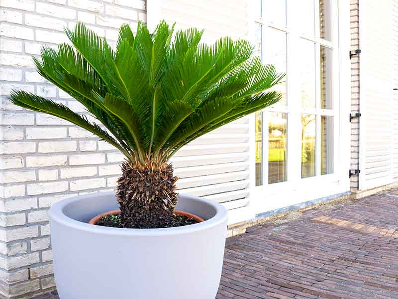 Để bộ 3 cây đẹp về thẩm mỹ thì nên trồng 3 cây có chiều cao và kích thước tương đương, vì thế cây sung và cây lộc vừng dạng bonsai sẽ phù hợp với cây vạn tuế. (* Thông tin mang tính tham khảo)