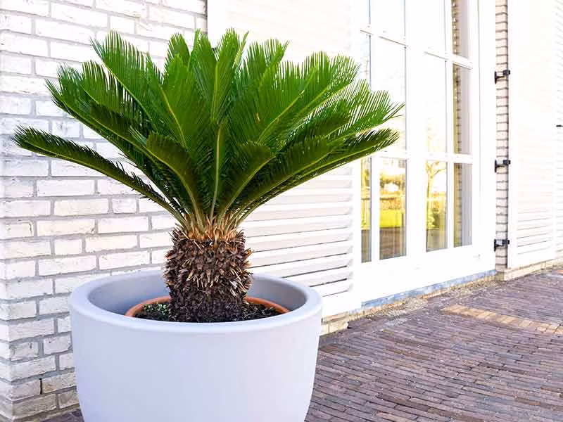 Để bộ 3 cây đẹp về thẩm mỹ thì nên trồng 3 cây có chiều cao và kích thước tương đương, vì thế cây sung và cây lộc vừng dạng bonsai sẽ phù hợp với cây vạn tuế. (* Thông tin mang tính tham khảo)