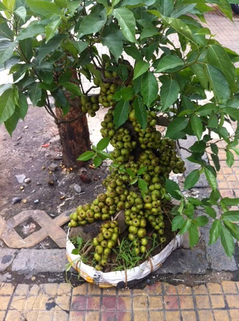 Người xưa trong thú chơi cây cảnh thường trồng các cây theo bộ, khi có bonsai cây sung thì thường sẽ trồng thêm trong nhà cây vạn tuế và cây lộc vừng.