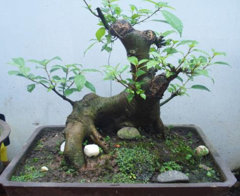 Trồng 3 cây còn có biểu trưng cho thế cân bằng kiềng 3 chân, mong muốn cuộc sống luôn cân bằng vững chãi. Trong dân gian kiềng 3 chân là biểu trưng cho sự vững chãi nhất và cân bằng các mặt của cuộc sống không thiên bên nào. Một đời người cân bằng được tai chính gia đình sự nghiệp sức khỏe là khó nhất. Người nào cân bằng được người đó an yên.