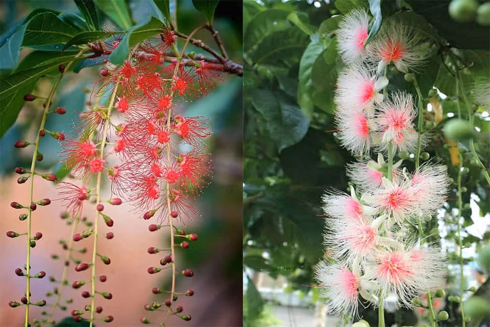 Trồng bộ 3 tam đa không có nghĩa là trồng chúng trong cùng 1 chậu mà để 3 cây cạnh nhau. Để tạo thế tam đa đẹp thì tốt nhất là nên trồng cà 3 cây trong chậu, thay vì cây trong chậu, cây trồng ra đất.