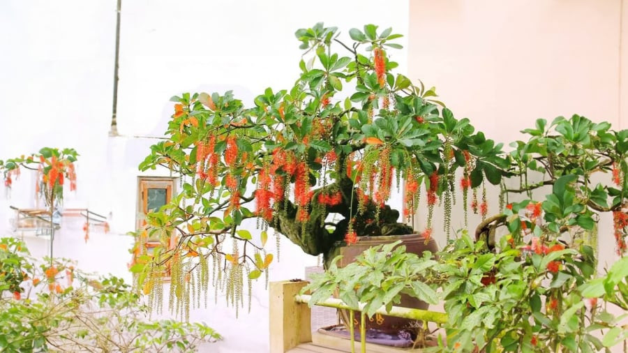 Trong phong thủy tam đa tạo thế cân bằng năng lượng cho gia đình, từ đó tạo ra sự hạnh phúc hưng thịnh, cho cuộc sống yên ổn dài lâu. Trong triết lý ngũ hành thì không phải chỉ tương sinh mới tốt: tương sinh tương khắc là để quân bình.