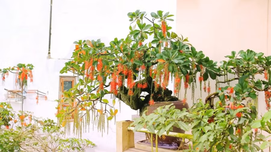 Trong phong thủy tam đa tạo thế cân bằng năng lượng cho gia đình, từ đó tạo ra sự hạnh phúc hưng thịnh, cho cuộc sống yên ổn dài lâu. Trong triết lý ngũ hành thì không phải chỉ tương sinh mới tốt: tương sinh tương khắc là để quân bình.