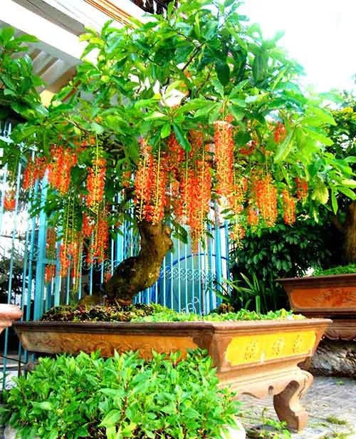 Cây lộc vừng là loại cây có những tràng hoa dài đẹp mắt. Lộc vừng biểu trưng cho tài lộc dồi dào, đón muốn vàn may mắn. Cây lộc vừng rất được người xưa ưa chuộng trồng trước nhà để mong may mắn, có tài có lộc, đón rước thần tài.