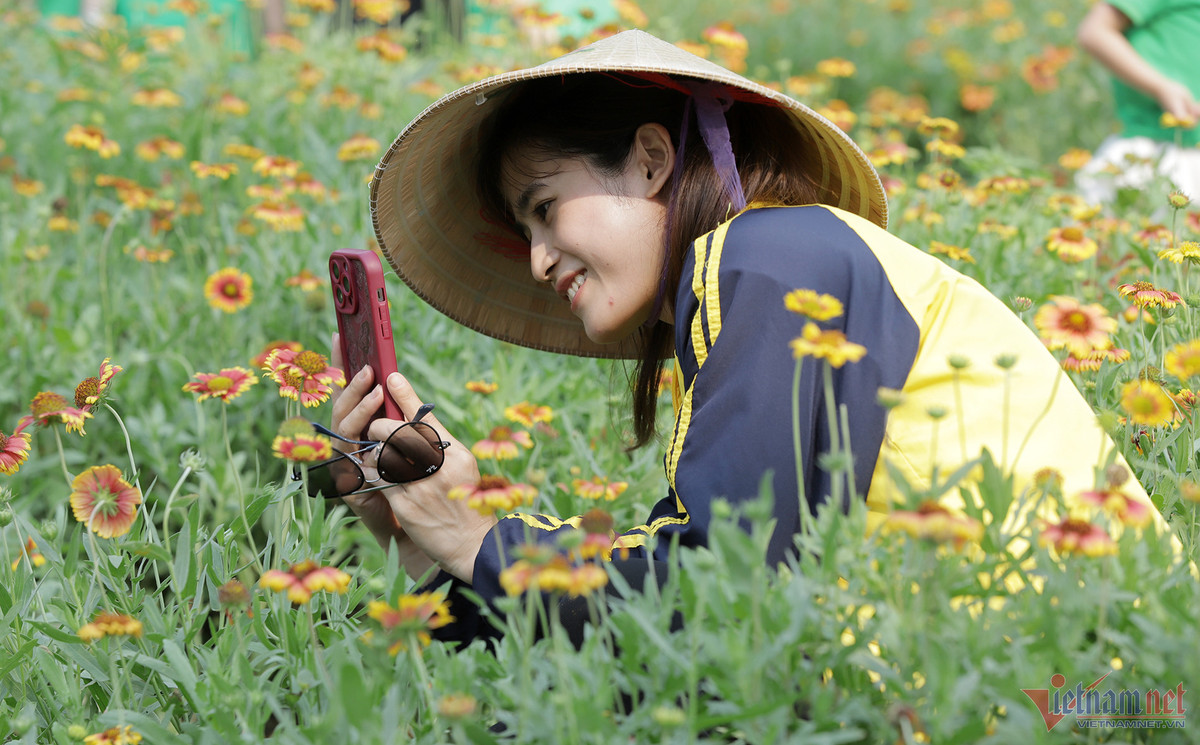 Canh dong hoa cuc bat ngan o Cua Lo niu chan du khach