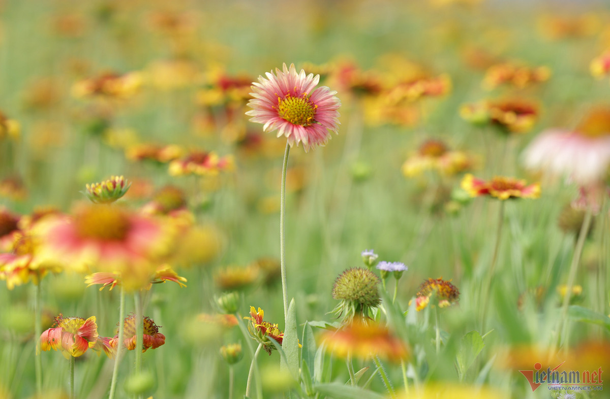 Canh dong hoa cuc bat ngan o Cua Lo niu chan du khach-Hinh-5