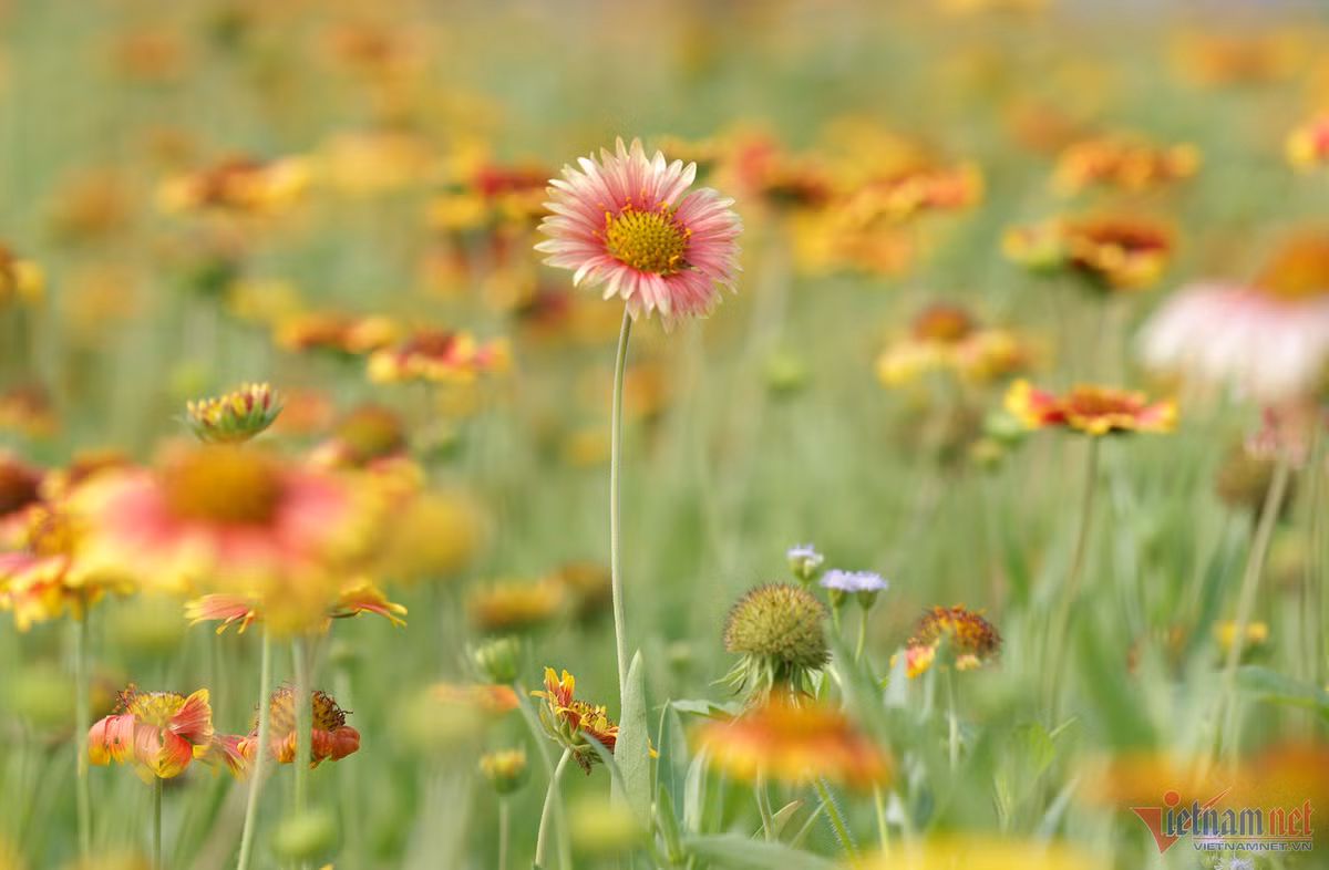 Canh dong hoa cuc bat ngan o Cua Lo niu chan du khach-Hinh-5