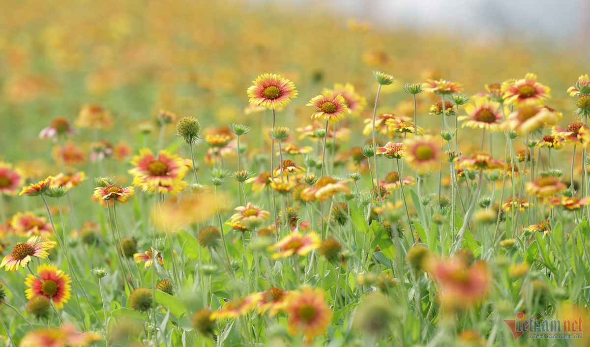 Canh dong hoa cuc bat ngan o Cua Lo niu chan du khach-Hinh-3