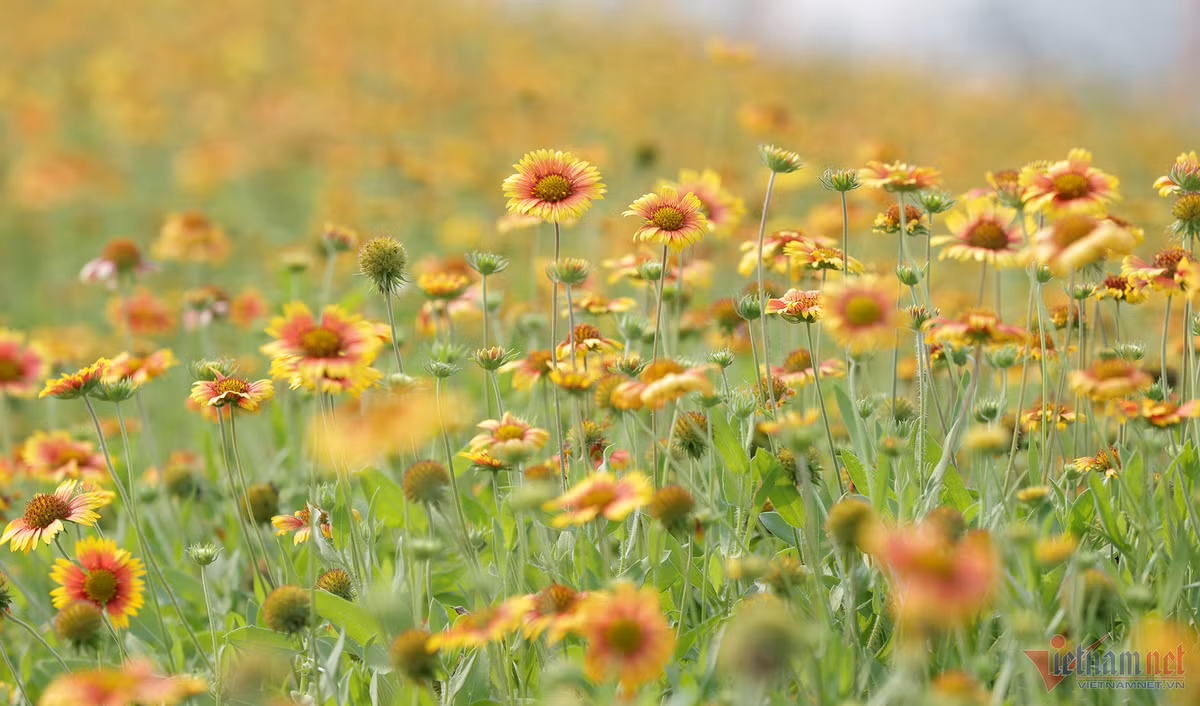 Canh dong hoa cuc bat ngan o Cua Lo niu chan du khach-Hinh-3