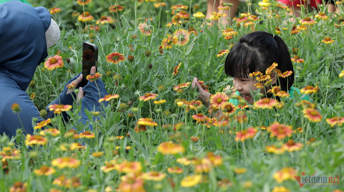 Canh dong hoa cuc bat ngan o Cua Lo niu chan du khach-Hinh-2