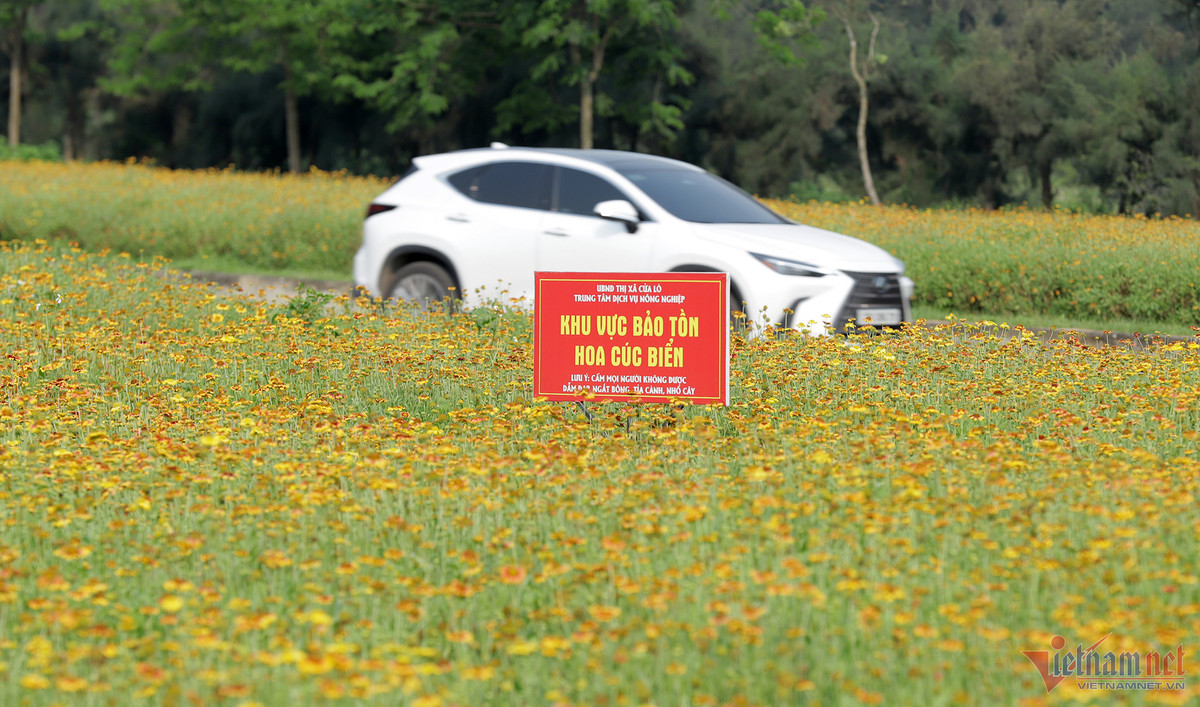 Canh dong hoa cuc bat ngan o Cua Lo niu chan du khach-Hinh-4