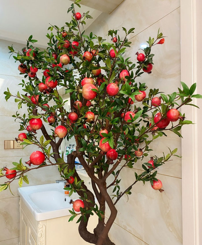 Hơn nữa, lựu cũng là loại trái cây rất ngon, chứa nhiều chất dinh dưỡng, rất tốt cho sức khỏe con người. Vừa được hưởng những ý nghĩa cao đẹp của nó, vừa có thể thưởng thức hoa đẹp, quả ngọt nên nhiều người đã lựa chọn trồng cây lựu trước sân nhà. Nếu không có sân, bạn cũng có thể trồng lựu trong chậu.