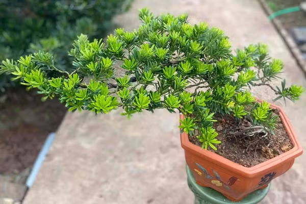 Loại cây này chịu được hạn, có thể phát triển ở đất cằn cỗi, ưa sáng nên nếu trồng trong đất vườn, dù không ai chăm sóc thì nó vẫn có thể phát triển hàng chục năm, thậm chí là hàng trăm năm. Trọng tâm của việc bảo dưỡng tùng La Hán thường là bổ sung nước hợp lý và cắt tỉa cành, lá. Đặc biệt, đây cũng là cây cảnh có giá trị kinh tế cao. Cây càng nhiều tuổi thì giá trị lại càng lớn. Đây cũng là một cách tích luỹ tài sản của nhiều người.