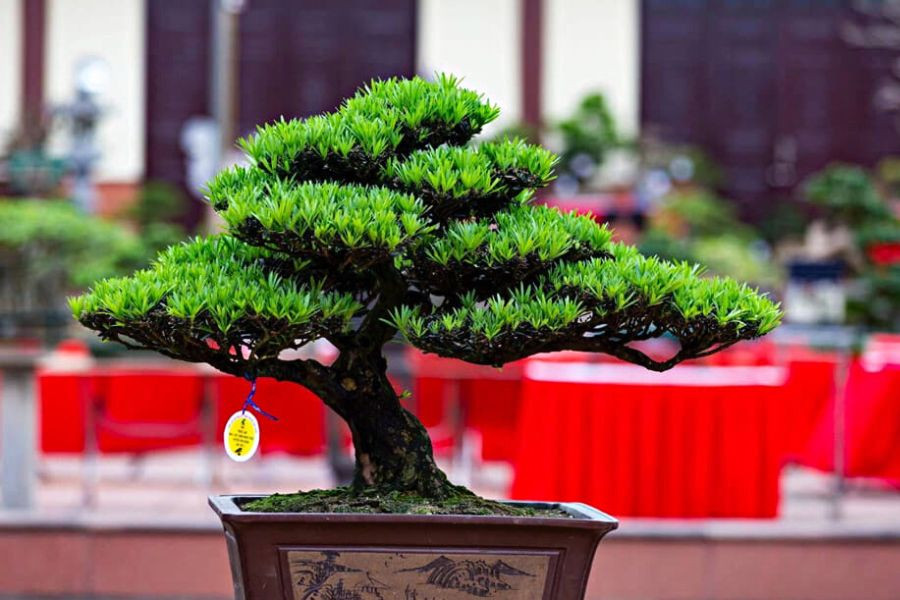 3. Tùng La Hán: Tùng La Hán còn có tên gọi khác là vạn niên tùng, là một loại cây thân gỗ lâu năm có tuổi thọ khá cao, thậm chí có cây lên đến vài trăm năm nên cây tượng trưng cho sự trường thọ.