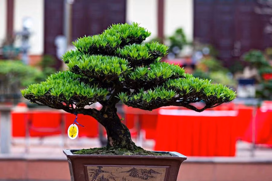 3. Tùng La Hán: Tùng La Hán còn có tên gọi khác là vạn niên tùng, là một loại cây thân gỗ lâu năm có tuổi thọ khá cao, thậm chí có cây lên đến vài trăm năm nên cây tượng trưng cho sự trường thọ.