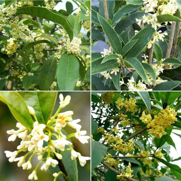 Tuy nhiên, do hạn chế về đất và không gian cho rễ tồn tại nên nếu trồng trong chậu thì bạn cần thay đất khoảng 1-2 năm một lần. Trong quá trình thay đất, bạn đừng quên việc khử trùng và cắt tỉa rễ cho cây.