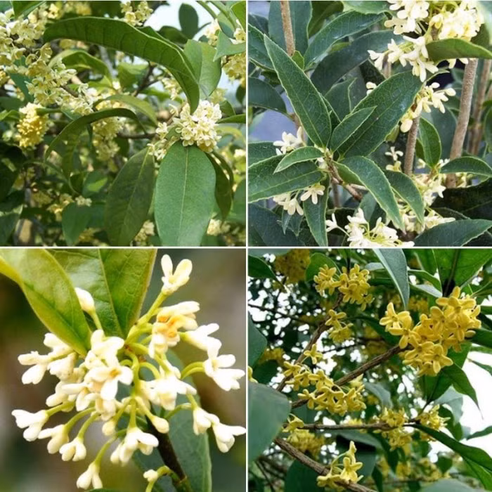 Tuy nhiên, do hạn chế về đất và không gian cho rễ tồn tại nên nếu trồng trong chậu thì bạn cần thay đất khoảng 1-2 năm một lần. Trong quá trình thay đất, bạn đừng quên việc khử trùng và cắt tỉa rễ cho cây.