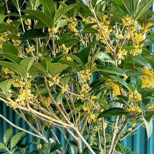 2. Mộc hương: Cây mộc hương hay còn gọi là cây quế hoa, hoa mộc với hoa nở gần như suốt 4 mùa, hương thơm quanh năm. Hoa nở thành từng chùm, có màu vàng nhạt hoặc màu trắng, mùi thơm ngọt và có thể dùng để làm nhiều loại bánh, ủ rượu. Trong phong thủy, trồng cây mộc hương trước sân nhà sẽ thúc đẩy may mắn, tài lộc đến cho gia chủ. Đặc biệt, vì hoa mộc hương có màu vàng, trắng nên rất phù hợp với người mệnh Kim.