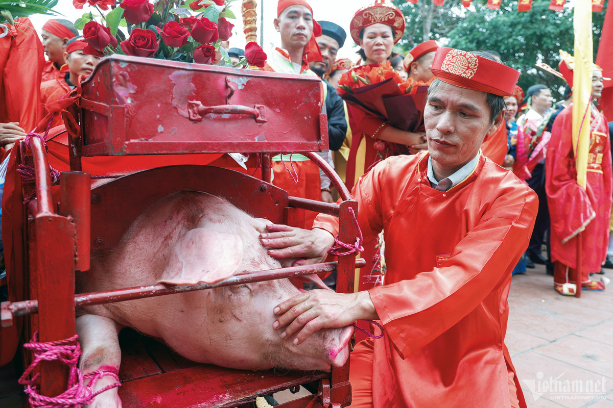 Ông Vũ Quang Hải, một trong hai người được lựa chọn nuôi “ông ỉn" cho biết, lợn được bắt từ 15/8/2023 (Âm Lịch) đến nay đã được 180kg hơi. “Tôi rất vinh dự được nuôi ông ỉn cho làng, chỉ mong năm mới cả làng đều gặp may mắn trong cuộc sống, có thật nhiều sức khoẻ và làm ăn phát đạt. Hy vọng những lễ hội truyền thống này sẽ tồn tại mãi mãi”, ông Hải chia sẻ.