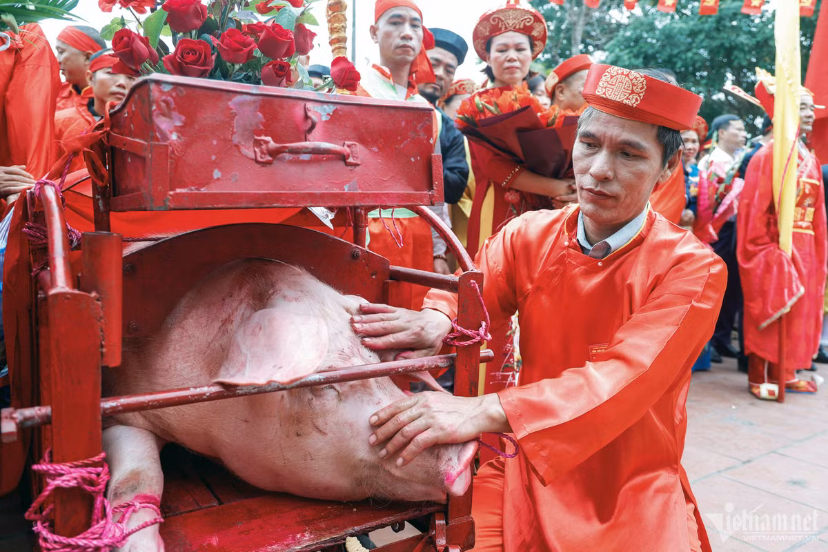 Ông Vũ Quang Hải, một trong hai người được lựa chọn nuôi “ông ỉn" cho biết, lợn được bắt từ 15/8/2023 (Âm Lịch) đến nay đã được 180kg hơi. “Tôi rất vinh dự được nuôi ông ỉn cho làng, chỉ mong năm mới cả làng đều gặp may mắn trong cuộc sống, có thật nhiều sức khoẻ và làm ăn phát đạt. Hy vọng những lễ hội truyền thống này sẽ tồn tại mãi mãi”, ông Hải chia sẻ.