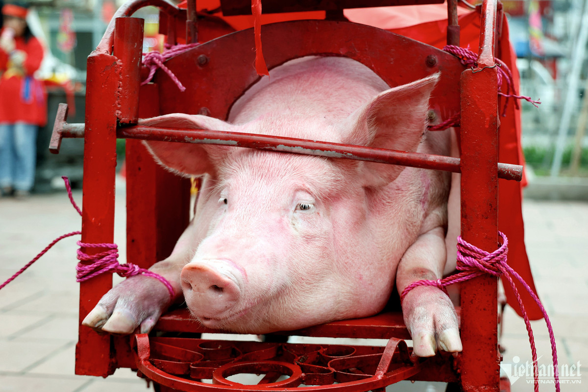 Lễ hội làng Ném Thượng có lịch sử hơn 800 năm nhưng do ảnh hưởng từ chiến tranh nên đã bị mai một. Từ năm 1999, lễ hội được khôi phục và tổ chức đều đặn hằng năm vào mùng 5 và 6 tháng Giêng. Nghi lễ chém lợn được mô phỏng lại hành động chém lợn rừng khao quân của tướng Lý Đoàn Thượng dưới triều Lý nhằm tôn vinh công lao của Thành hoàng Lý Đoàn Thượng, nhắc nhở con cháu về truyền thống anh dũng của các bậc tiền bối có công bảo vệ đất nước. Lễ hội góp phần tăng cường tình đoàn kết dân tộc và cầu mong cho năm mới được no ấm, đầy đủ, mùa màng bội thu...