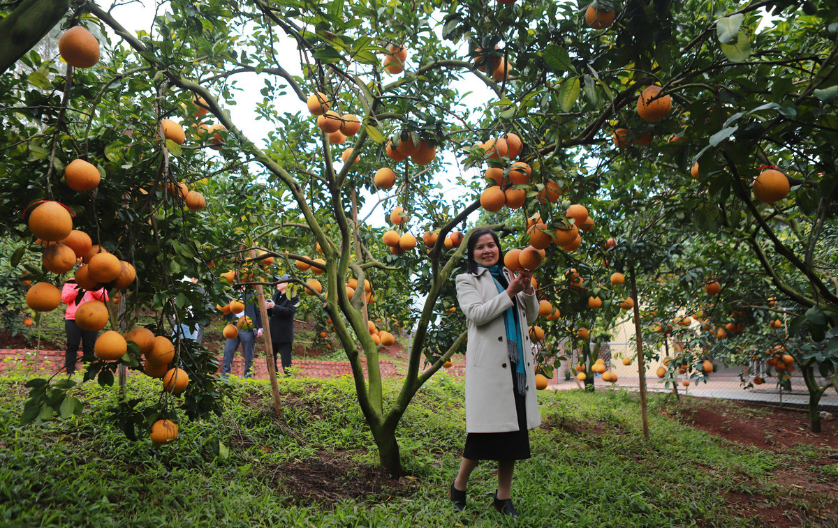 Rủ khách thăm vườn, lão nông ở Bắc Giang thu tiền tỷ mỗi năm Ru khach tham vuon, lao nong o Bac Giang thu tien ty moi nam