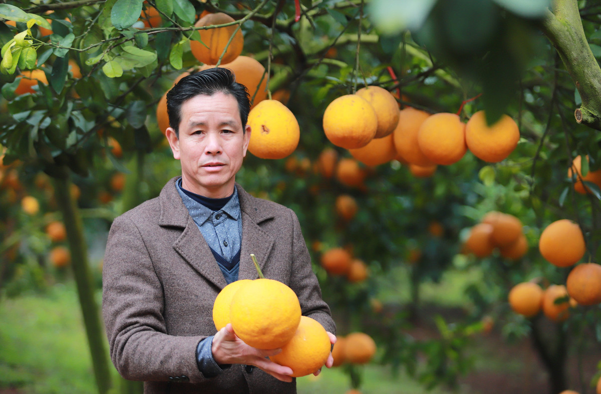 Rủ khách thăm vườn, lão nông ở Bắc Giang thu tiền tỷ mỗi năm - Hình 2 Ru khach tham vuon, lao nong o Bac Giang thu tien ty moi nam-Hinh-2