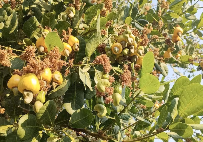 Khach My ua chuong, loai hat cua Viet Nam thu 3,64 ty USD