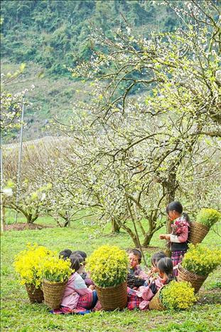 Vẻ đẹp tinh khôi của những bông hoa mận chớm nở tại thung lũng mận Nà Ka đón Xuân về.
