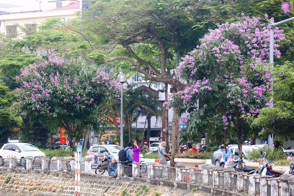 Nhiều cây bằng lăng hoa nở dày đặc, phủ kín cả cây "che" hết màu xanh của lá.