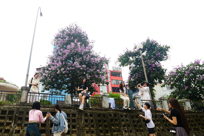 Sắc tím bằng lăng khiến khung cảnh ở đây trở nên sinh động, đẹp mắt hơn.