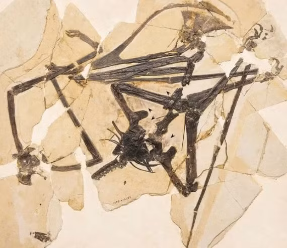 Xuat hien loai “quai vat bay” chua tung thay o Trung Quoc-Hinh-2