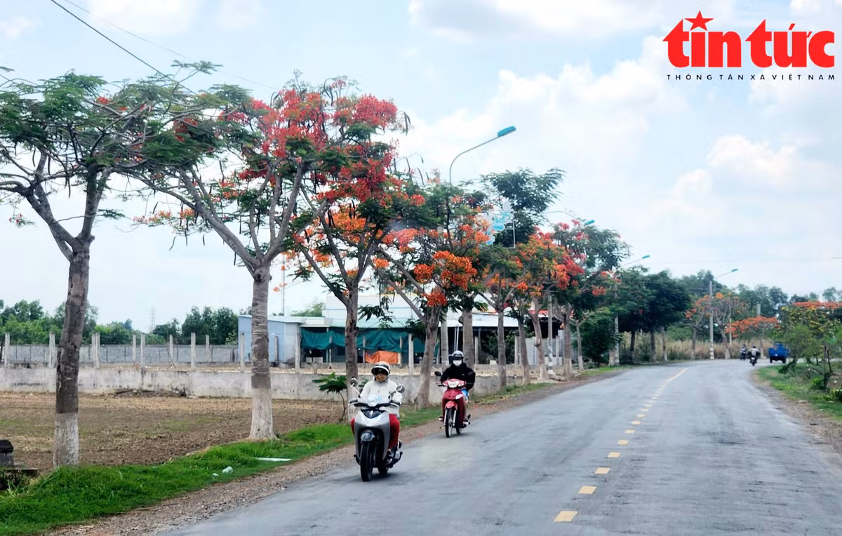 Khoảng tháng 5, tháng 6 là thời điểm hoa phượng nở rộ đẹp nhất, báo hiệu mùa hè đến.