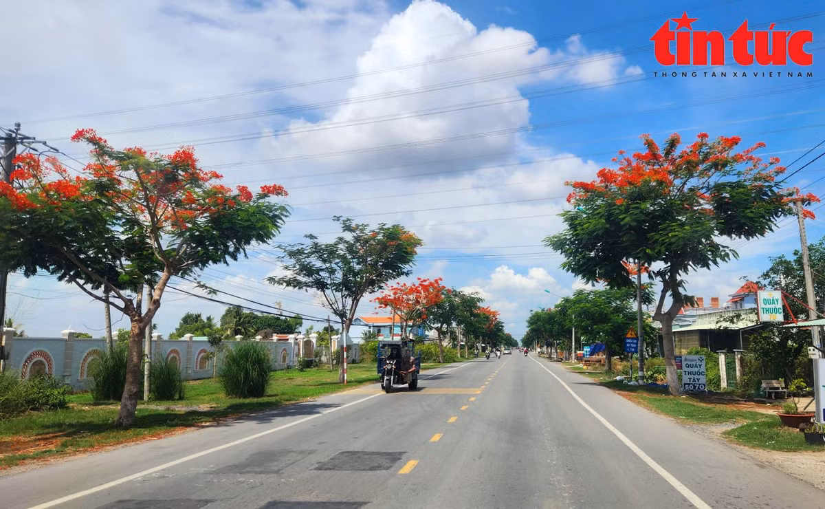 Theo ghi nhận của phóng viên báo Tin tức, hàng trăm cây phượng nằm trên đường tỉnh 826 hướng từ ngã tư Rạch Kiến đến ngã ba Tân Lân (huyện Cần Đước, tỉnh Long An) dài khoảng 10km đồng loạt trổ hoa đỏ rực, tạo nên khung cảnh vô cùng lãng mạn và làm xao xuyến người đi đường.