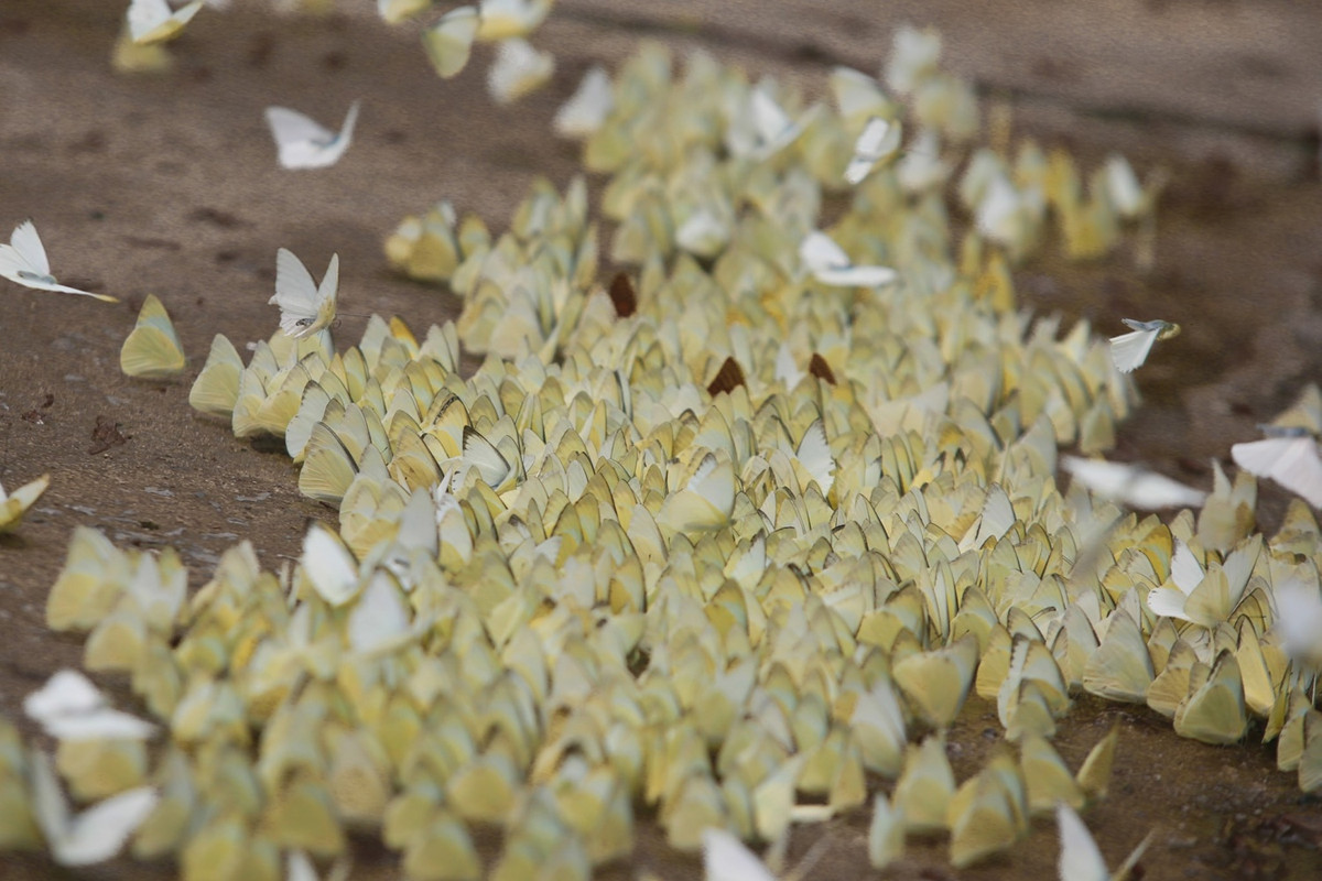 Tuy nhiên, thời điểm mà nhiều người mong chờ nhất đó chính là mùa bướm ở rừng Cúc Phương. Khi những cơn mưa đầu hè tưới tắm cho cây cối trong vườn quốc gia Cúc Phương, tiết trời mát mẻ có chút ẩm ướt cũng là lúc mùa bướm sinh sôi trong rừng nguyên sơ. Khách du lịch đổ về Cúc Phương mùa này không khỏi ngỡ ngàng trước cảnh hàng trăm cánh bướm tụ trên mặt đất, bỗng tung cánh bay lên khi có người tới gần. Ảnh: ST.