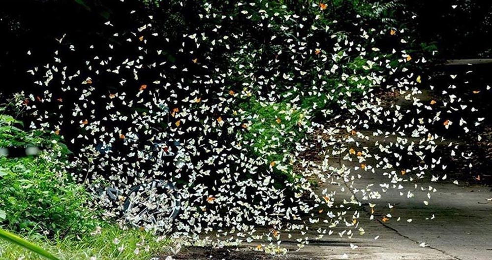 Rừng Cúc Phương có khoảng 400 loài bướm khác như bướm phượng, bướm khế, hồ điệp… với đủ màu sắc và kích cỡ. Phổ biến nhất tại vườn Cúc Phương là các loài bướm trắng, chúng ưa thích đậu tại những nơi ẩm thấp, vũng nước hoặc bùn lầy. Ảnh: ST.