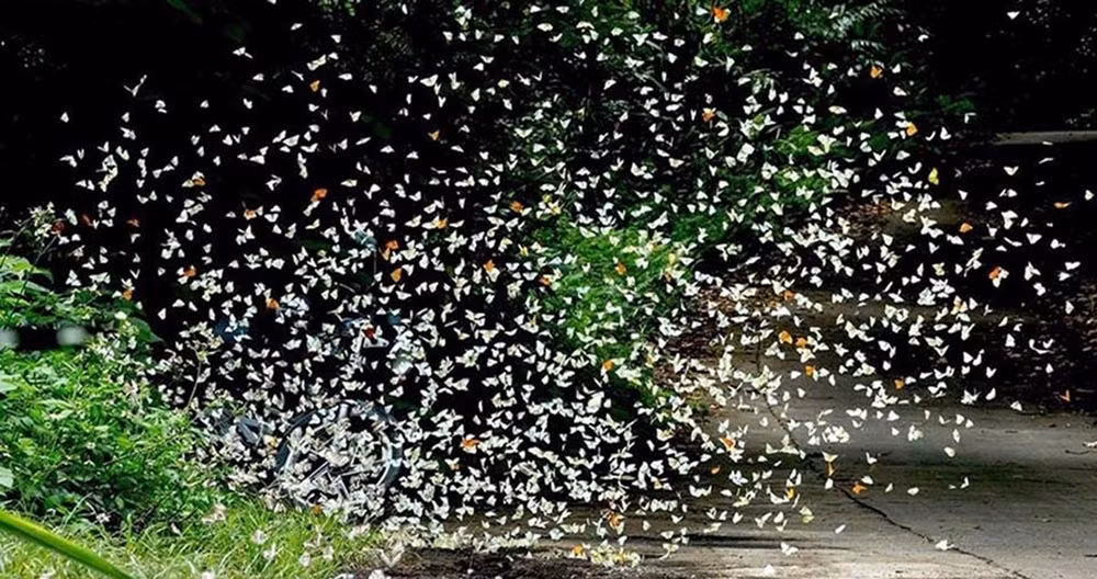 Rừng Cúc Phương có khoảng 400 loài bướm khác như bướm phượng, bướm khế, hồ điệp… với đủ màu sắc và kích cỡ. Phổ biến nhất tại vườn Cúc Phương là các loài bướm trắng, chúng ưa thích đậu tại những nơi ẩm thấp, vũng nước hoặc bùn lầy. Ảnh: ST.