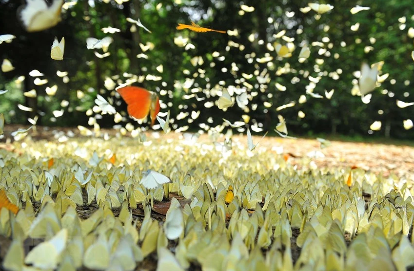 Những cánh bướm rập rờn tạo nên một khung cảnh tuyệt đẹp. Ảnh: IT.