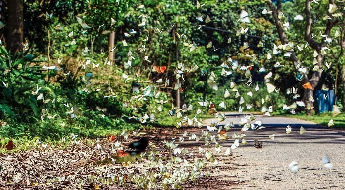 Rừng Cúc Phương có hàng trăm loài bướm với nhiều màu sắc. Ảnh: ST.