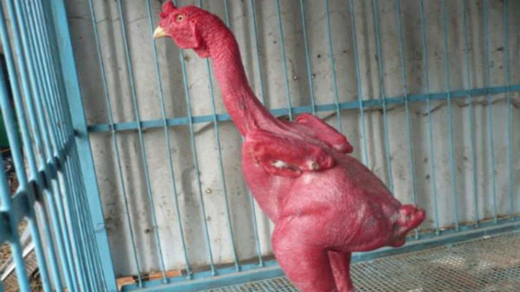 Bên cạnh đó, việc nuôi loại gà này cũng không phải tốn nhiều chi phí cho hệ thống làm mát ở các trang trại hay như việc phải vặt lông gà