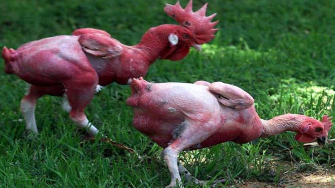 Do mọi dinh dưỡng gà ăn vào sẽ được chuyển hóa thành thịt, không phải chia cho việc mọc lông, vì thế gà sẽ lớn nhanh hơn