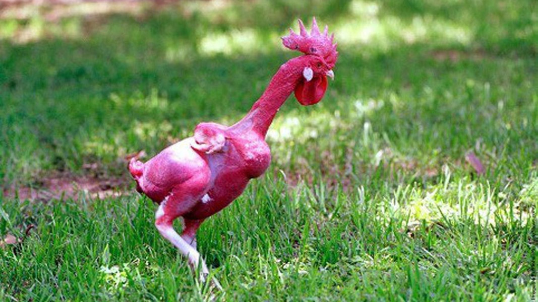 Loại gà này giống hệt gà bình thường ngoại trừ việc chúng không có lông và phát triển rất nhanh do không cần tốn năng lượng để mọc lông