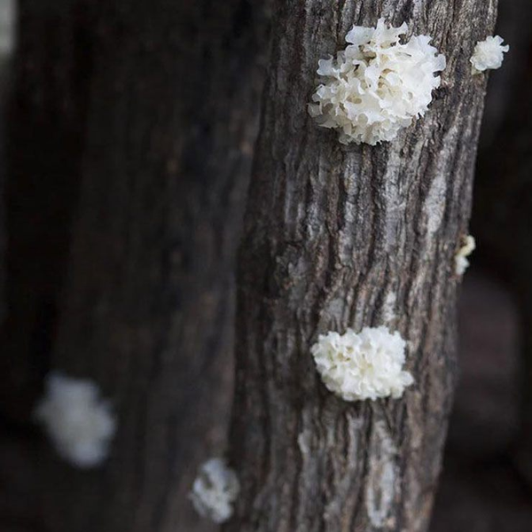 Chúng sống ký sinh trên những cây thân gỗ đã chết.