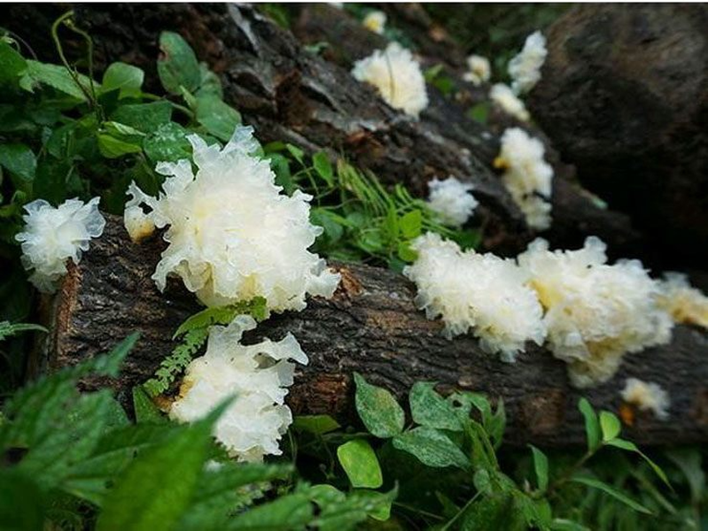 Điều kiện sinh thái lý tưởng giúp loài nấm này sinh trưởng và phát triển tốt đó là môi trường ít ánh sáng trực xạ, ẩm ướt với nhiệt độ không khí dưới 20 độ C.