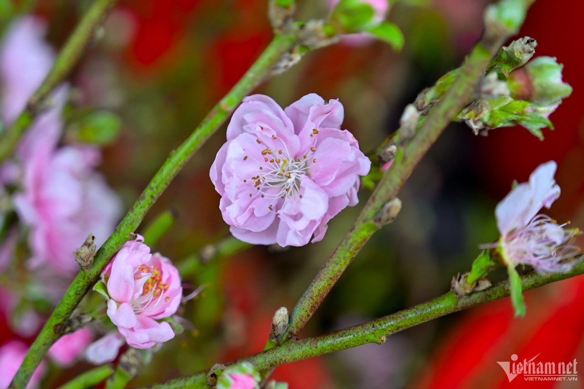 Để bảo quản hoa được tươi lâu, đào ở đây được tiểu thương trưng ở phòng có máy lạnh, giúp nụ hoa có thể bung nở từ 20-25 ngày.