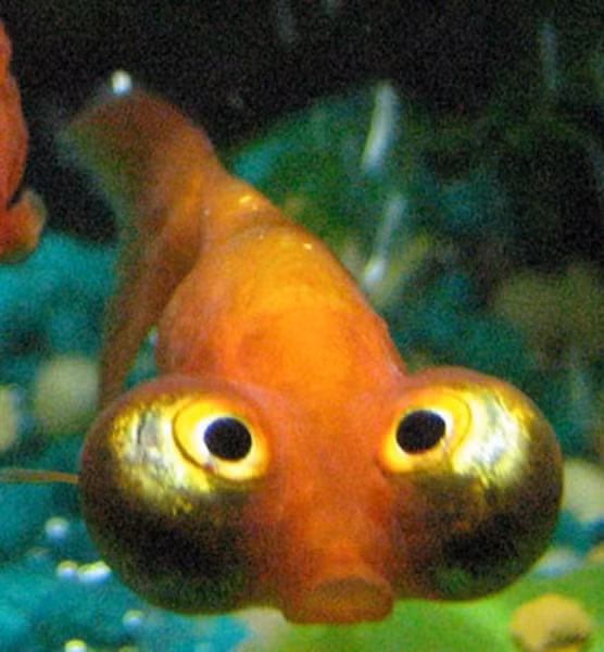 Chúng có đôi mắt to giống như loại cá mắt kính viễn vọng nhưng luôn ngước ngược lên bên trên, nhìn khá là kỳ cục. Thân mình thì có hình dáng giống loài cá ngư lôi và không có vây trên. Kích thước chúng là 21 cm, chiều dài cơ thể 5,5 cm. Thân ngắn, không quá dài. Hình dạng bên ngoài mềm mại.