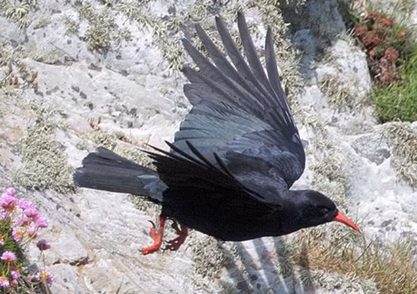 Sau những lần nghiên cứu và kiểm tra, có một điều không thể phủ nhận là quạ nằm trong những sinh vật thông minh nhất thế giới loài chim.