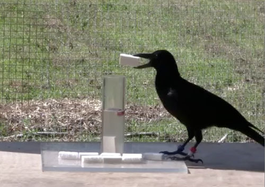 Trong quá trình nghiên cứu, các chuyên gia tiến hành thử nghiệm với 6 con quạ có nguồn gốc từ các quần đảo ở tây nam Thái Bình Dương. Theo nghiên cứu, cho thấy khả năng suy luận và sự khéo léo được quan sát qua hành vi lấy thức ăn bị chìm bên dưới những chiếc ống nhỏ.