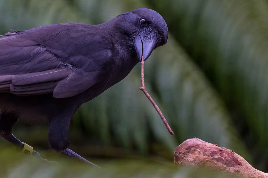 Trong nhiều thí nghiệm, người ta thấy quạ dùng que củi để móc thức ăn ngoài tầm với, bẻ cong thanh kim loại mỏng để làm công cụ mặc dù trước đó chưa hề được tiếp xúc.