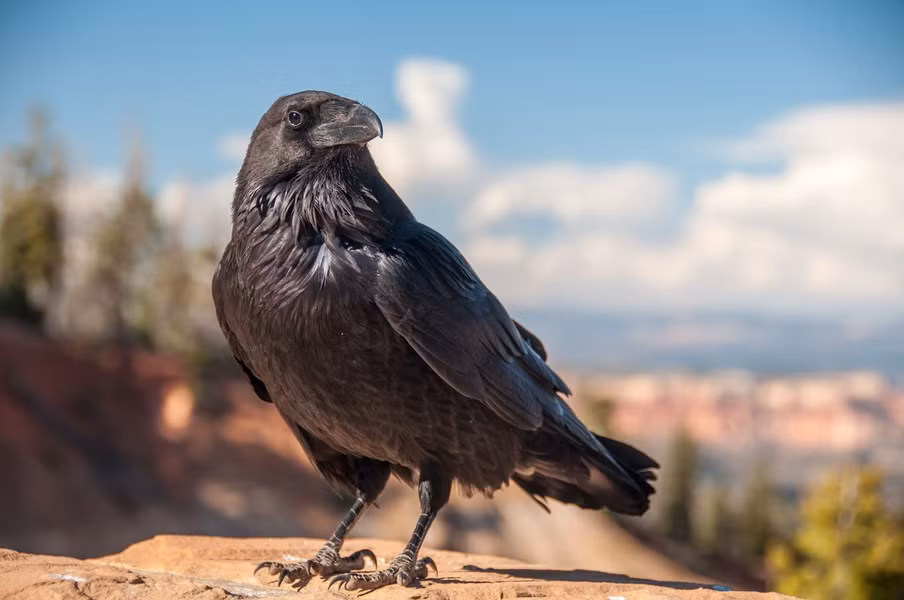  Quạ là một trong những loài động vật thông minh nhất trong thế giới loài chim. Chúng có tỷ lệ não trên cơ thể cao nhất trong tất cả các loài chim và người ta cho rằng trí thông minh của chúng sánh ngang với cá heo và vượn người.